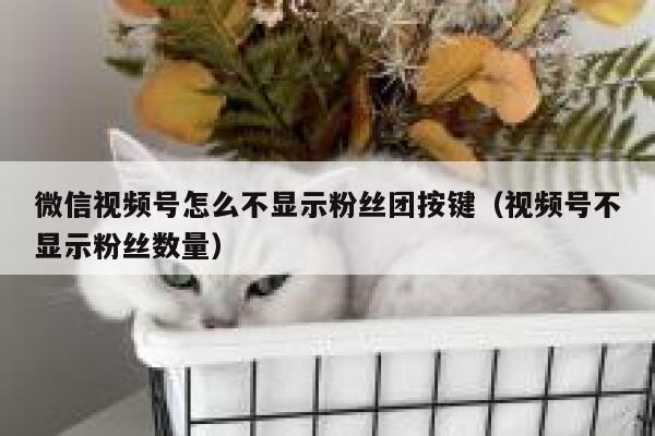 微信视频号怎么不显示粉丝团按键（视频号不显示粉丝数量） 第1张