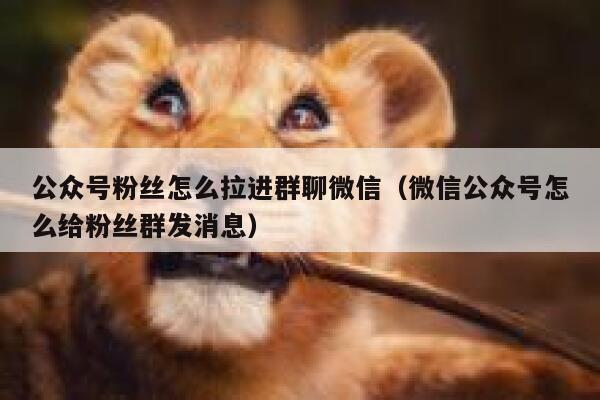 公众号粉丝怎么拉进群聊微信（微信公众号怎么给粉丝群发消息） 第1张