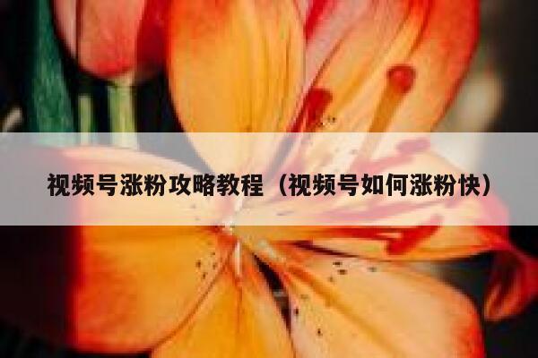 视频号涨粉攻略教程（视频号如何涨粉快） 第1张