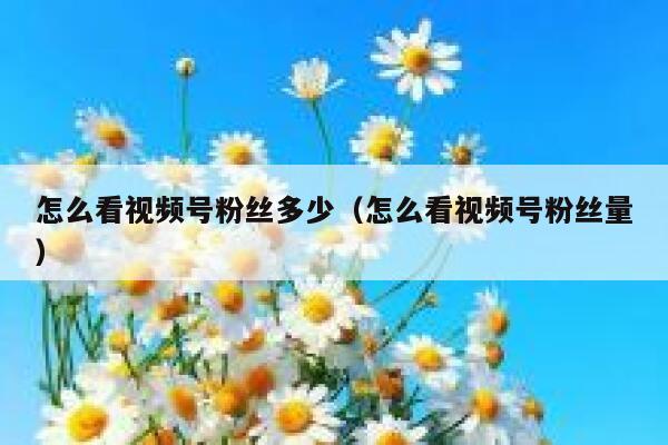 怎么看视频号粉丝多少（怎么看视频号粉丝量） 第1张
