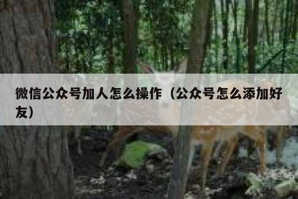微信公众号加人怎么操作（公众号怎么添加好友） 第1张