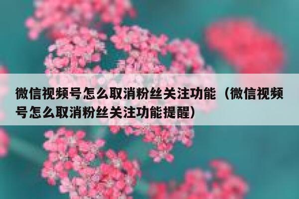 微信视频号怎么取消粉丝关注功能（微信视频号怎么取消粉丝关注功能提醒） 第1张