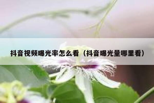 抖音视频曝光率怎么看（抖音曝光量哪里看） 第1张