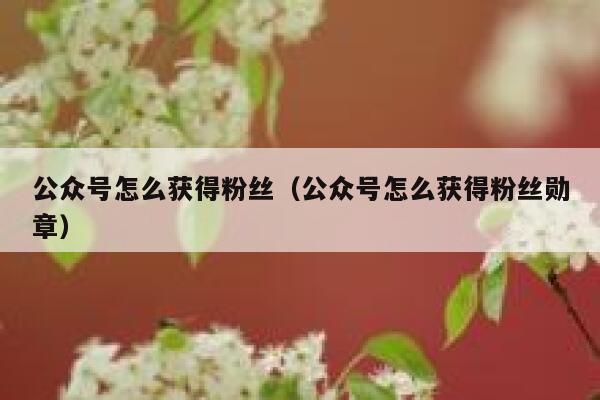 公众号怎么获得粉丝（公众号怎么获得粉丝勋章） 第1张