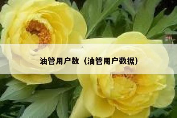 油管用户数（油管用户数据） 第1张