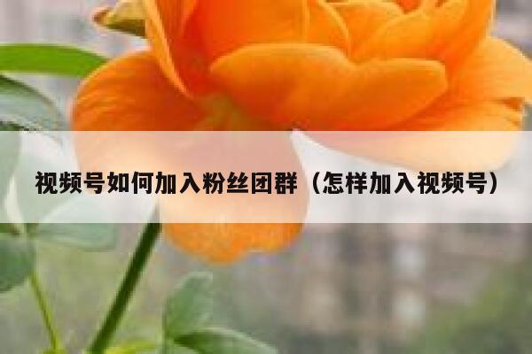 视频号如何加入粉丝团群（怎样加入视频号） 第1张