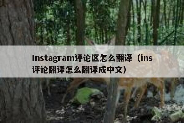 Instagram评论区怎么翻译（ins评论翻译怎么翻译成中文） 第1张