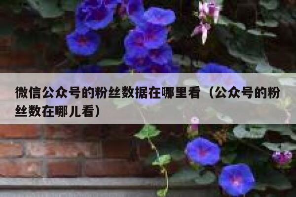微信公众号的粉丝数据在哪里看（公众号的粉丝数在哪儿看） 第1张