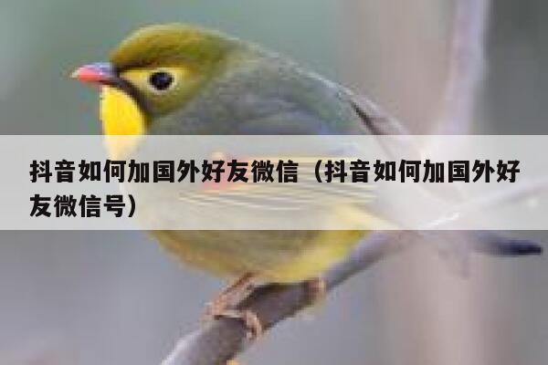 抖音如何加国外好友微信（抖音如何加国外好友微信号） 第1张