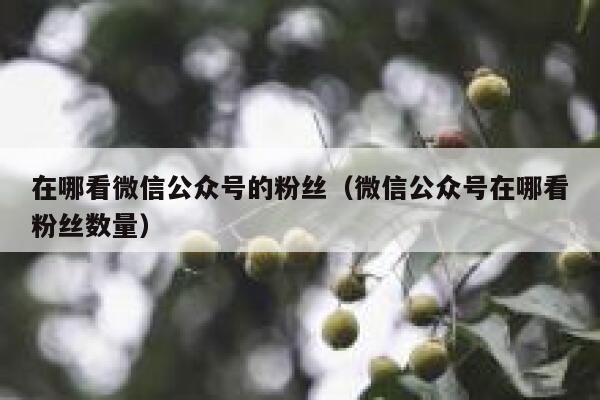 在哪看微信公众号的粉丝（微信公众号在哪看粉丝数量） 第1张