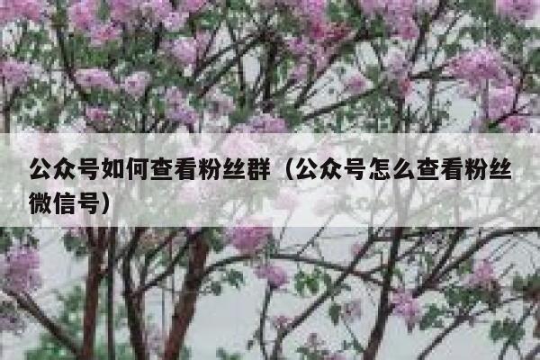 公众号如何查看粉丝群（公众号怎么查看粉丝微信号） 第1张