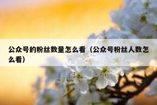 公众号的粉丝数量怎么看（公众号粉丝人数怎么看） 第1张