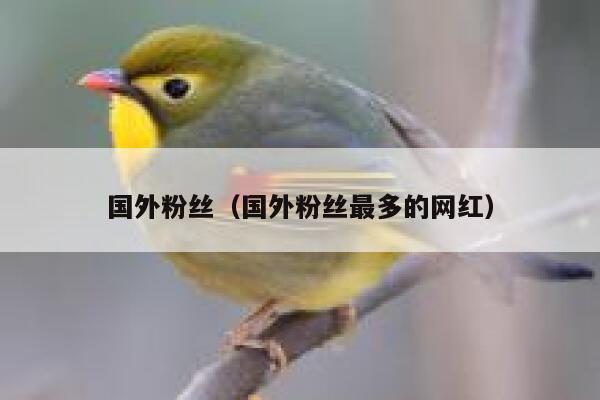 国外粉丝（国外粉丝最多的网红） 第1张