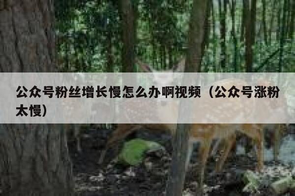 公众号粉丝增长慢怎么办啊视频（公众号涨粉太慢） 第1张
