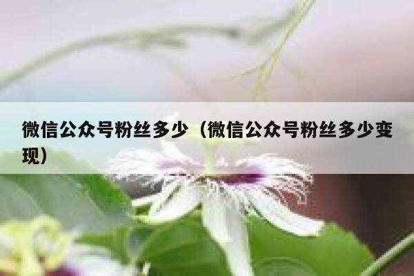 微信公众号粉丝多少（微信公众号粉丝多少变现） 第1张