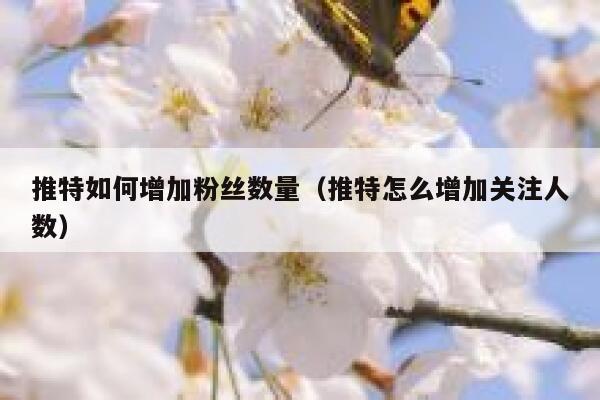 推特如何增加粉丝数量（推特怎么增加关注人数） 第1张