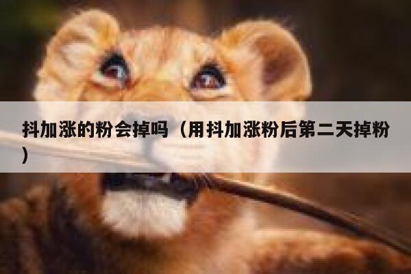 抖加涨的粉会掉吗（用抖加涨粉后第二天掉粉） 第1张