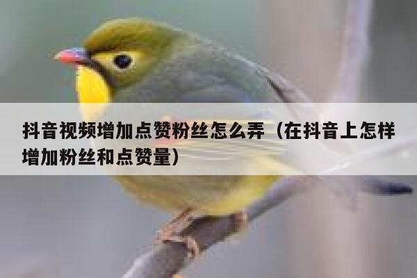 抖音视频增加点赞粉丝怎么弄（在抖音上怎样增加粉丝和点赞量） 第1张
