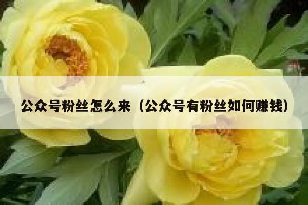 公众号粉丝怎么来（公众号有粉丝如何赚钱） 第1张