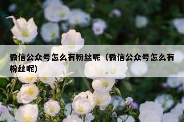 微信公众号怎么有粉丝呢（微信公众号怎么有粉丝呢） 第1张