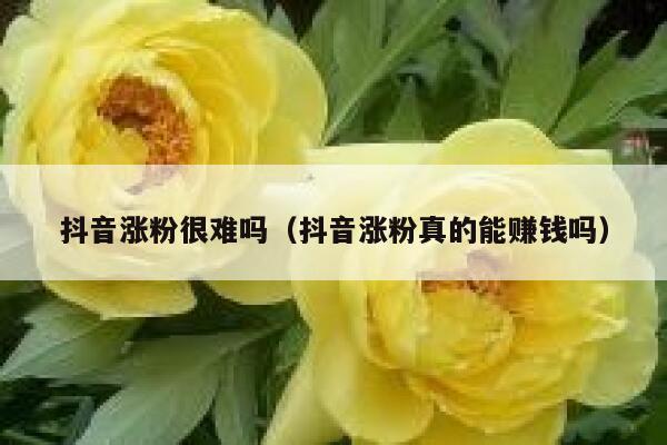 抖音涨粉很难吗（抖音涨粉真的能赚钱吗） 第1张