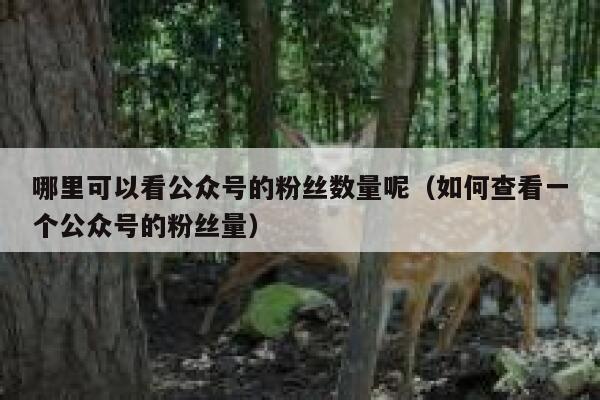 哪里可以看公众号的粉丝数量呢（如何查看一个公众号的粉丝量） 第1张