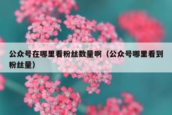 公众号在哪里看粉丝数量啊（公众号哪里看到粉丝量） 第1张