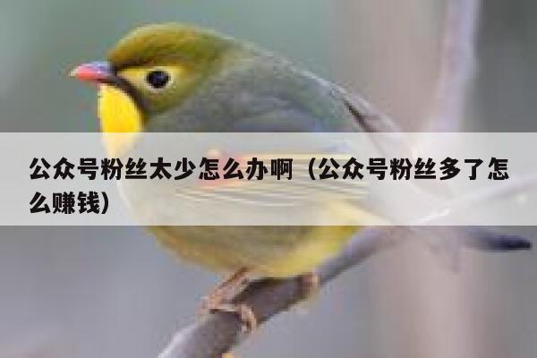 公众号粉丝太少怎么办啊（公众号粉丝多了怎么赚钱） 第1张