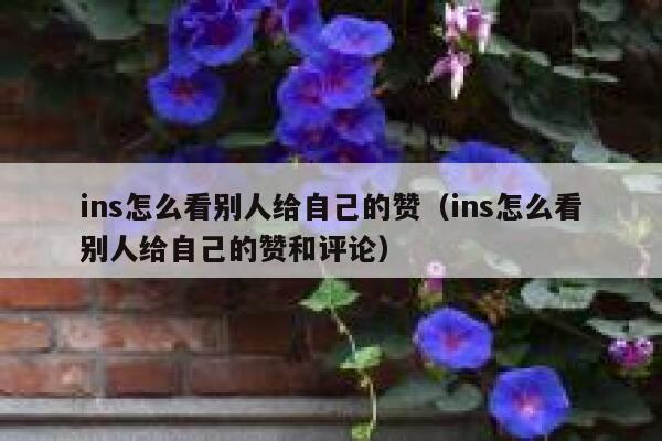ins怎么看别人给自己的赞（ins怎么看别人给自己的赞和评论） 第1张