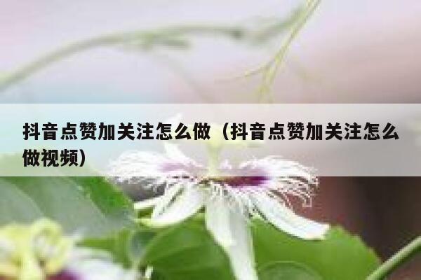 抖音点赞加关注怎么做(抖音点赞加关注怎么做视频) 第1张 抖音点赞加关注怎么做(抖音点赞加关注怎么做视频) 第1张