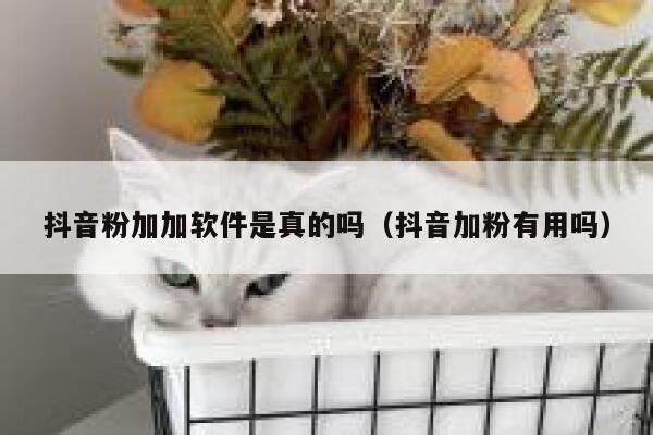 抖音粉加加软件是真的吗（抖音加粉有用吗） 第1张