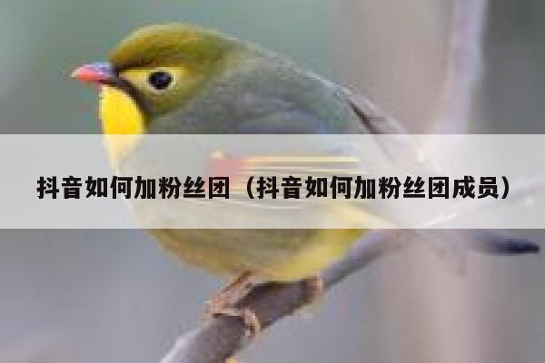 抖音如何加粉丝团（抖音如何加粉丝团成员） 第1张