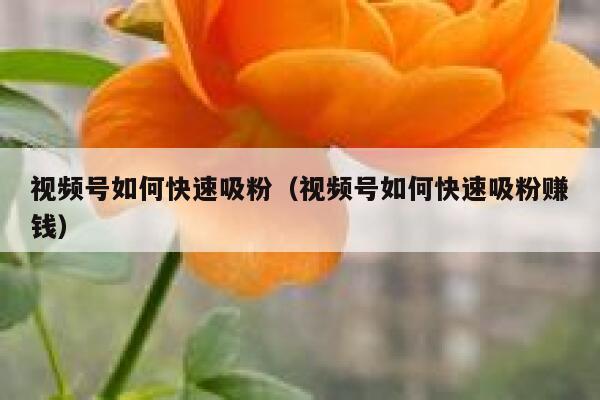 视频号如何快速吸粉（视频号如何快速吸粉赚钱） 第1张